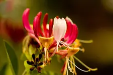 Blütenbilder und Hain 13.6 40D (22 von 43).webp