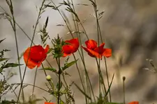 Blütenbilder und Hain 13.6 7D (20 von 64).webp
