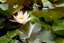 Blütenbilder und Hain 13.6 7D (43 von 64).webp