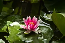 Blütenbilder und Hain 13.6 7D (45 von 64).webp