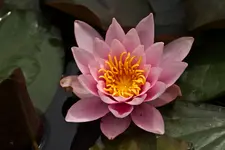 Blütenbilder und Hain 13.6 7D (50 von 64).webp