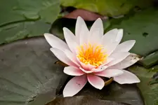 Blütenbilder und Hain 13.6 7D (53 von 64).webp