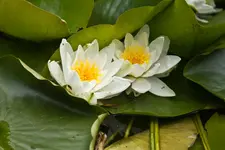 Blütenbilder und Hain 13.6 7D (55 von 64).webp