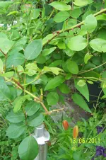100_2871.webp