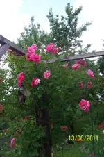 100_2858.webp