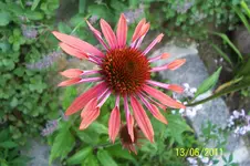100_2861.webp