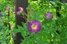100_2866.webp