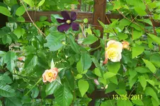 100_2867.webp