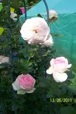100_2868.webp