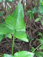 IMG_aarum_600x800.webp
