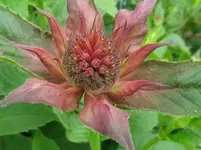 IMG_3514_1067x800.webp