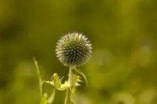 Blütenbilder und Hain 13.6 40D (4 von 43).webp