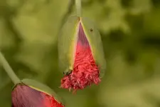 Blütenbilder und Hain 13.6 40D (12 von 43).webp