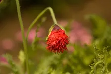 Blütenbilder und Hain 13.6 40D (14 von 43).webp