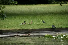 DSC05453.webp