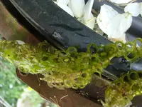 TeichUnterwasserpflanzeDSC03350.webp