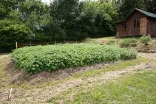 Kartoffeln (2).webp
