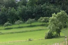 Ricke mit Kitz (2).webp