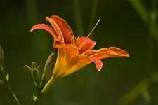 Blütenbilder und Hain 13.6 7D (5 von 64).webp