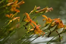 Blütenbilder und Hain 13.6 7D (59 von 64).webp