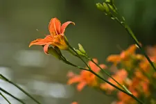 Blütenbilder und Hain 13.6 7D (62 von 64).webp