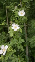 12062011203.webp