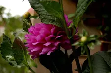 lilane dahlie.webp