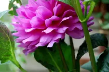 lilane dahlie1.webp
