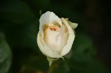 DSC05472.webp