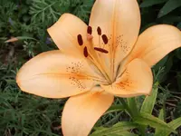 DSCF0554.webp