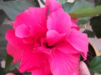 DSCF0559.webp