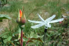 2011 06 06 053.webp