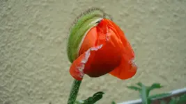 2011 05 17 020.webp