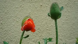2011 05 17 022.webp