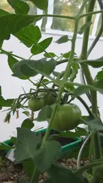 2011 Tommis 052.webp