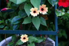DSC05470.webp
