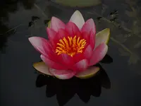 010.webp