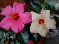 107.webp