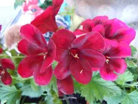 115.webp