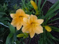 145.webp