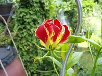 IMGP3838.webp