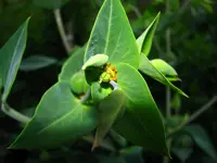 Blüte_klein.webp