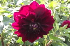 Garten 019.webp