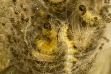 Blütenbilder und Hain 13.6 40D (32 von 43).webp