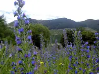 wild v.webp