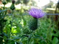 wild v (1).webp