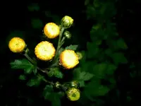 Knospen v.webp