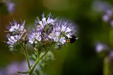 Blütenbilder und Hain 13.6 7D (17 von 64).webp