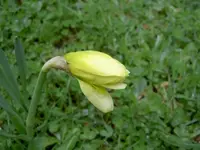 Knospen v (1).webp