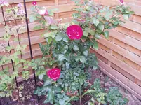 Gartenimpressionen 002.webp